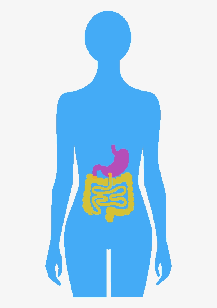 Digestion, transparent png #2947640