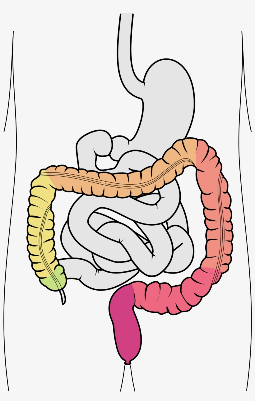 The Medical Specialist Prof - Ligament Of Treitz, transparent png #2947691