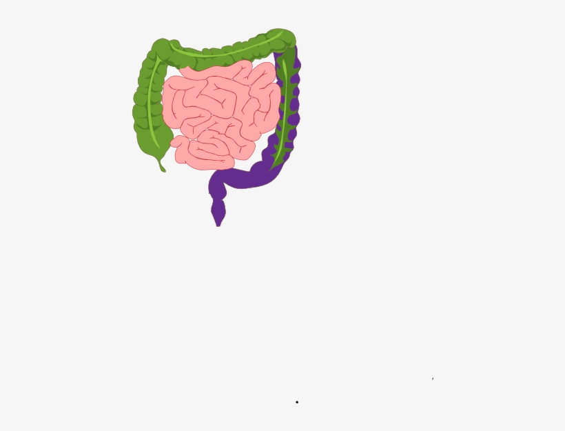 Small - Digestive System, transparent png #2947696