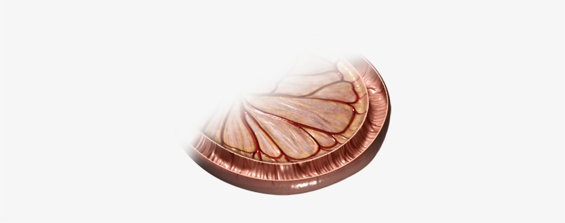 The Small Intestine, Named For Its Small Diameter, - Plywood, transparent png #2947742