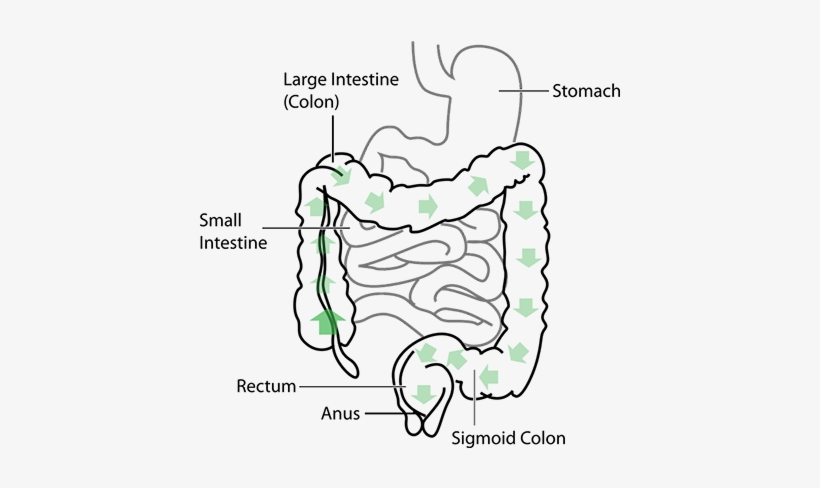 Constipation Is Defined As A Bad Functioning Of Our - Small Intestine Sketch Diagram, transparent png #2947745