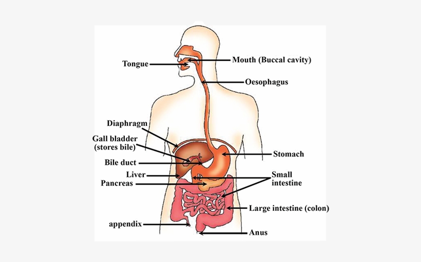1211 - Human Digestive System Drawing, transparent png #2947769