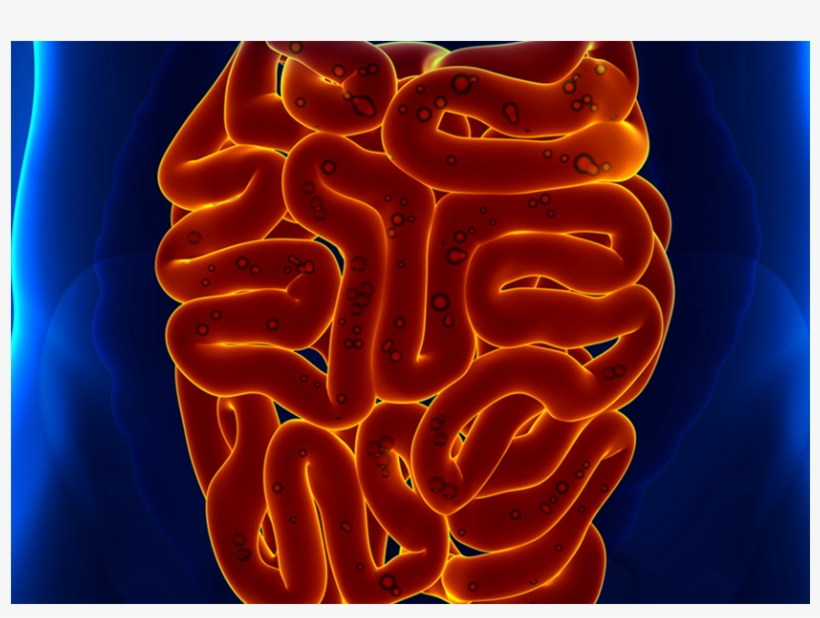 The Health Of Your Gut More Important Than You Think - Absolute Enzymes Complete Digestive Enzyme Formula, transparent png #2947772