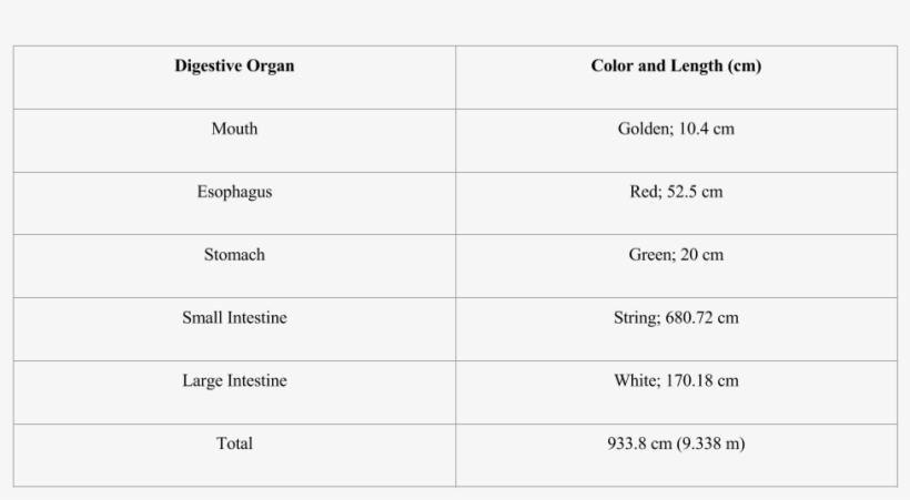 Data Table For Digestive System Lab - Data About The Digestive System, transparent png #2948006