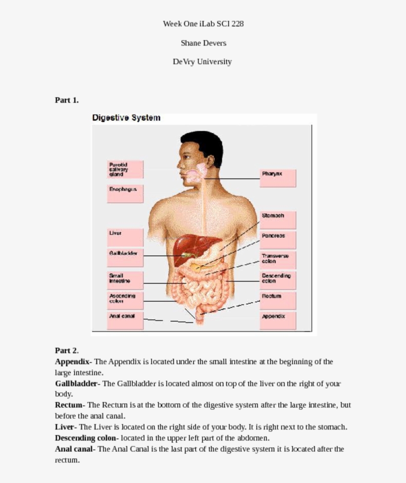 Appendix The Appendix Is Located Under The Small Intestine - Nutrition, transparent png #2948049
