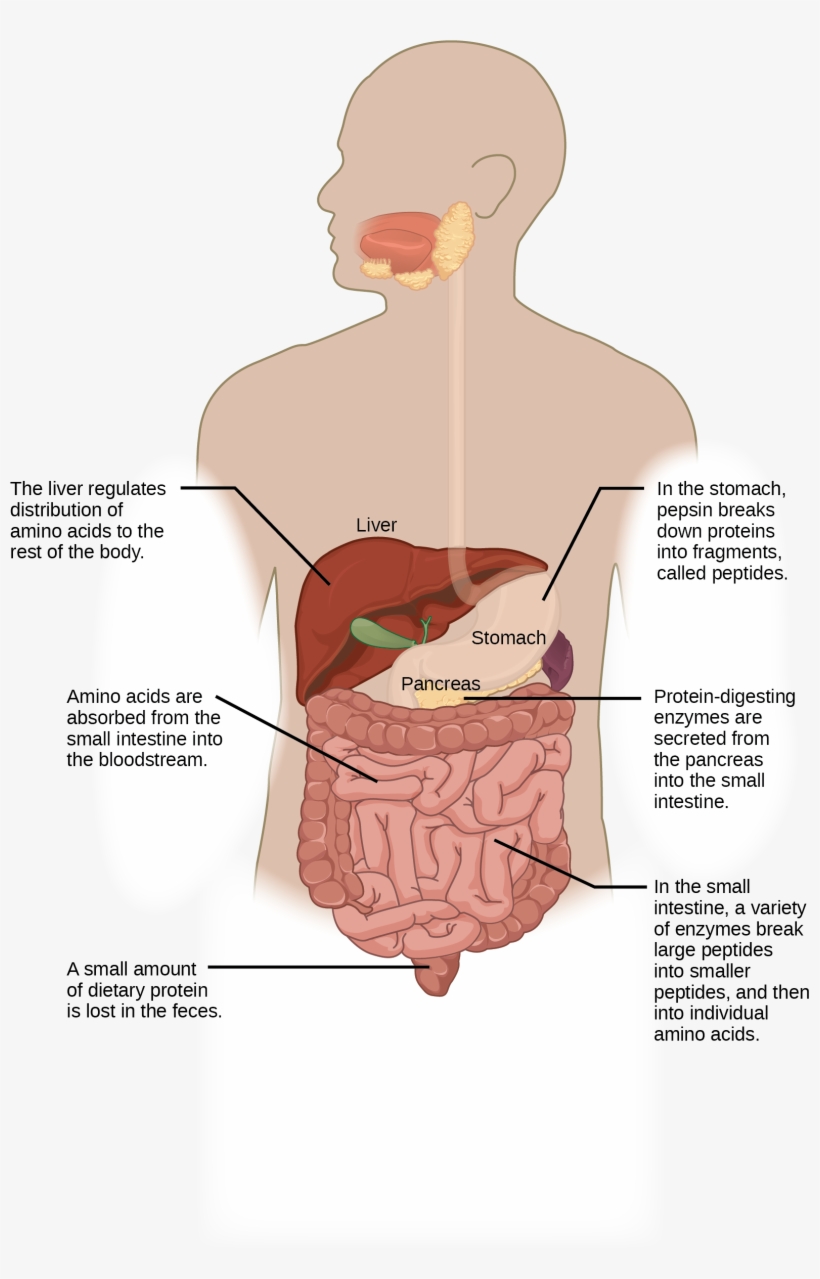 Protein Digestion Begins In The Stomach, Where Pepsin - Digestion, transparent png #2948054