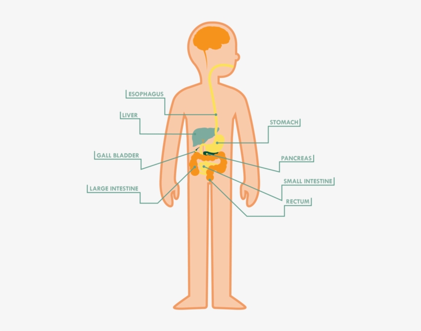 The Large Intestine Also Reabsorbs Water & Nutrients - Cartoon, transparent png #2948118
