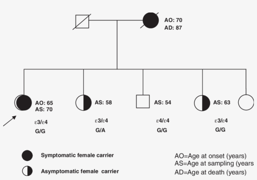 Pedigree Of The Family - Diagram, transparent png #2948380