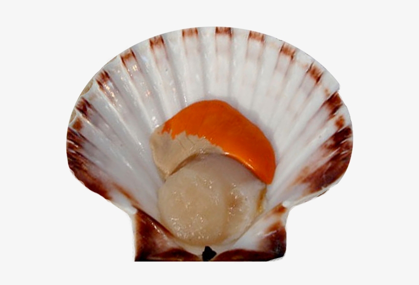 Scallops - Scallops Png, transparent png #2952343