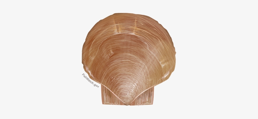 Atlantic Sea Scallop - Placopecten Magellanicus, transparent png #2952373