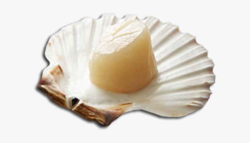Like Clams And Oysters, Scallops Are Bivalves - Bavarian Cream, transparent png #2952423