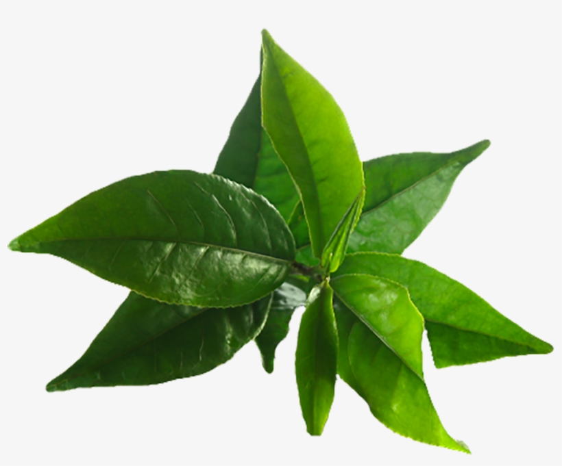 Image Result For Tea Tree - Tea Tree Oil Leaves, transparent png #2953195