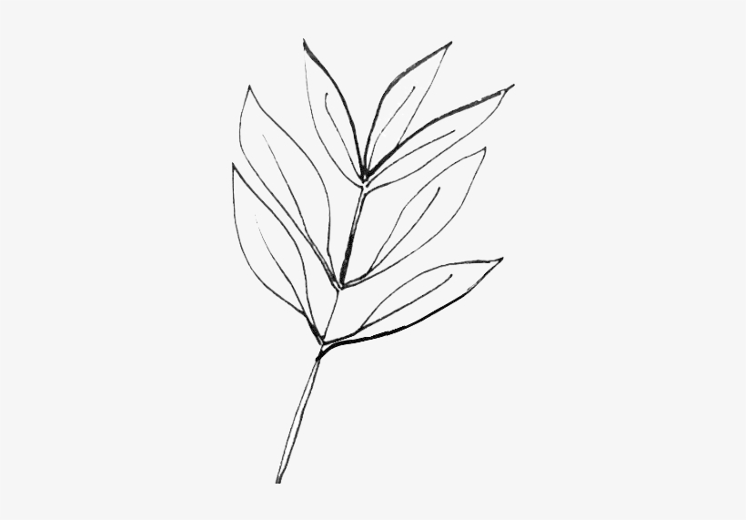 Tea Tree - Tea, transparent png #2953227