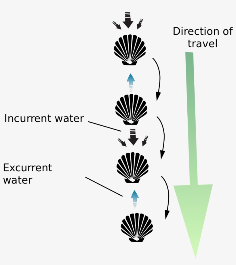 File Scallop Jump Svg Motion Free Transparent PNG Download PNGkey