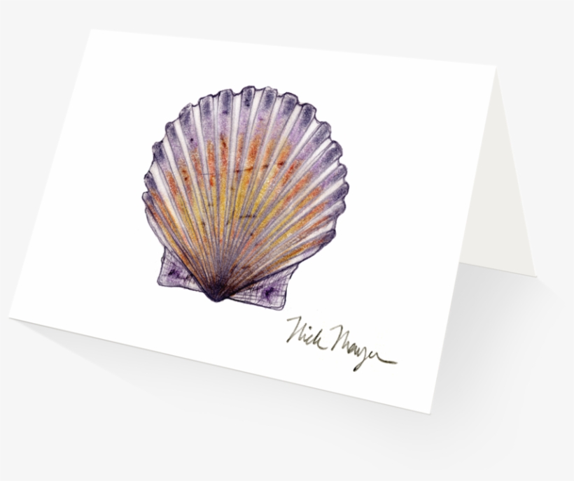 Scallop - Shell, transparent png #2953395