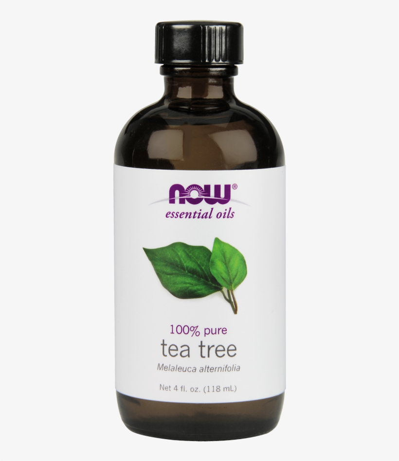 Tea Tree Oil - Fl Oz Now Foods Rosemary Essential Oil, transparent png #2953517