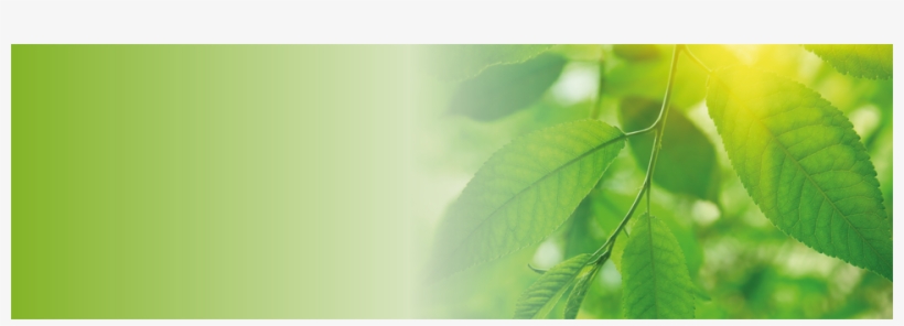 Natures Gold Web Banners 4 Background - Concrete, transparent png #2955428