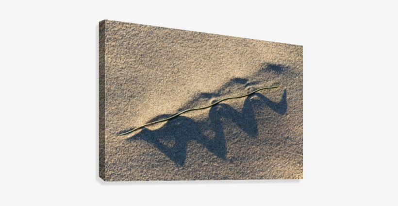 Grass Blade And Serpent Shadow Canvas Print - Artist, transparent png #2957983