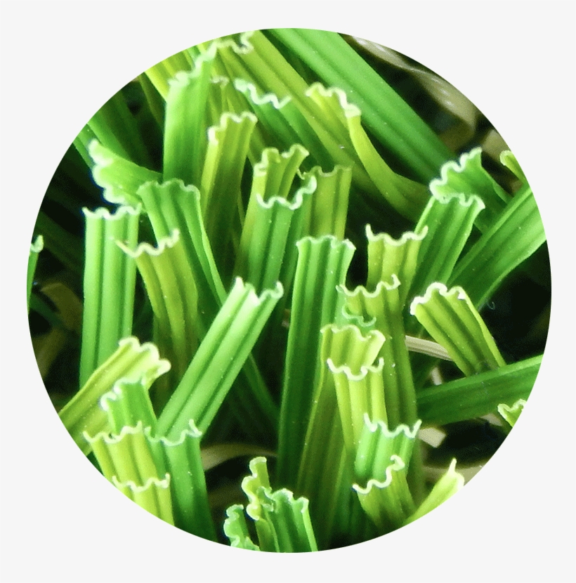 Waveblade™ Technology - Produce, transparent png #2958043