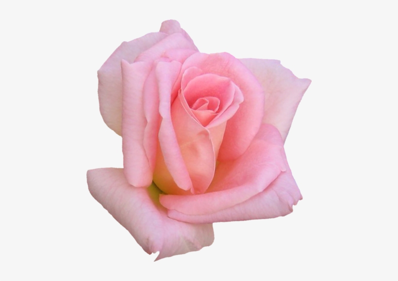 Blackpink/k-pop Image You Want - Розовые Розы, transparent png #2958583