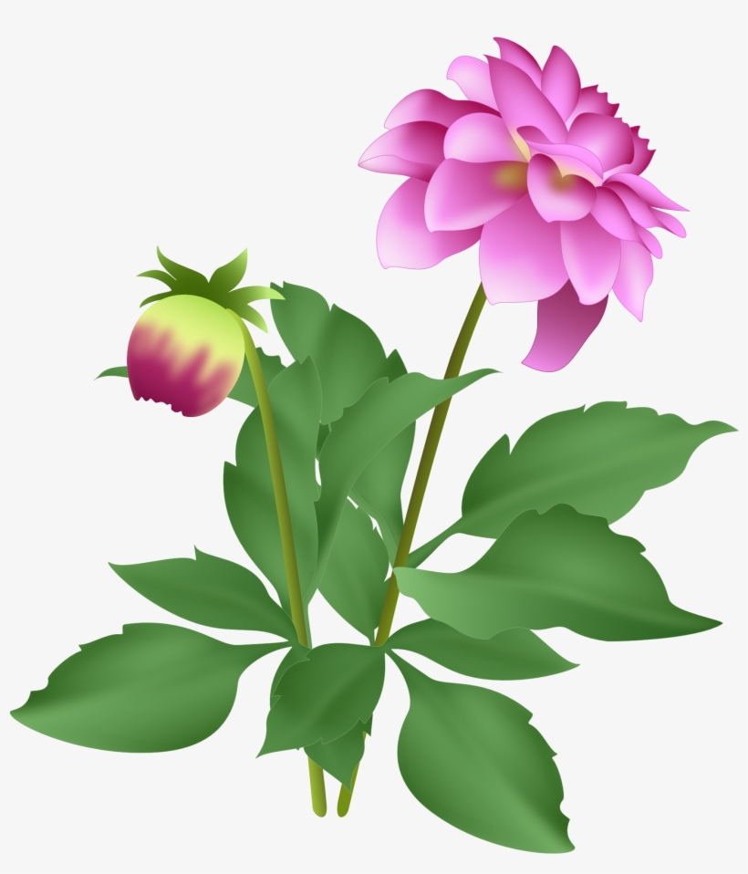 As Long As I Keep Dead Heading, It Continues To Flower - Dahlia, transparent png #2958914
