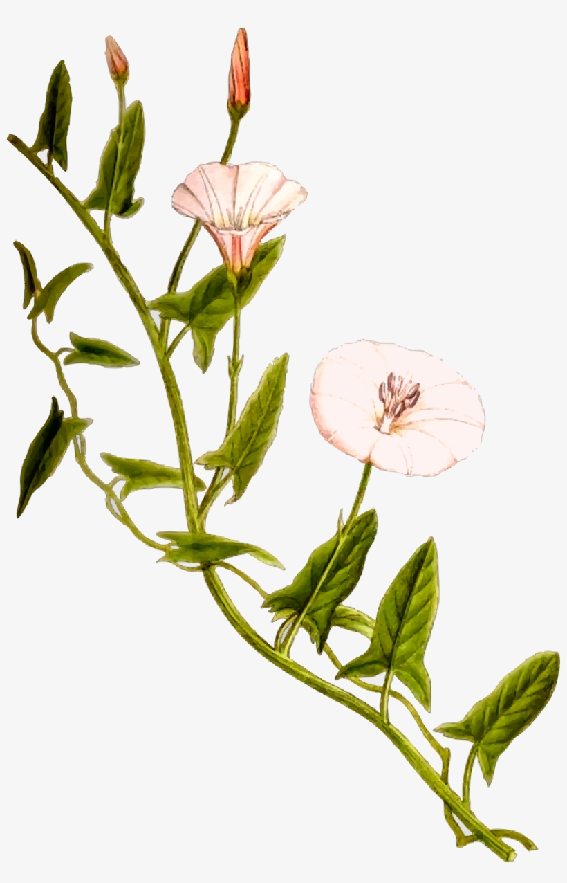 Big Image - Bindweed Png, transparent png #2960087