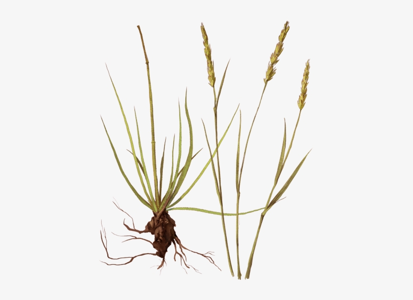 Grass, transparent png #2960089
