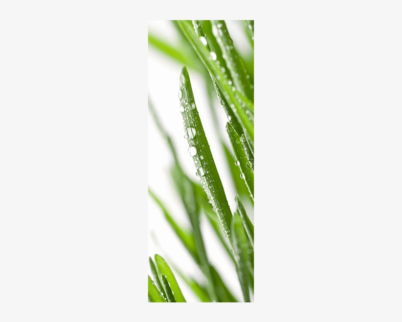 Blades Of Grass Door Mural - Silver, transparent png #2960190
