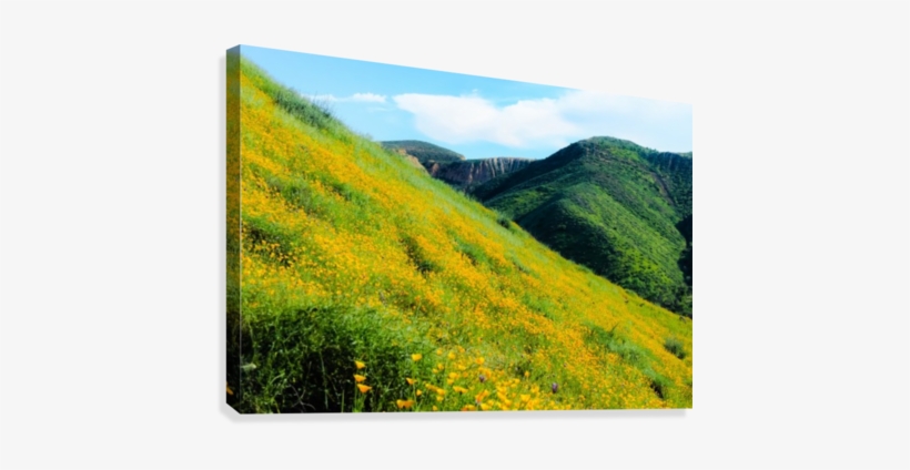 Yellow Poppy Flower Field With Green Leaf And Green - Poppy, transparent png #2960245