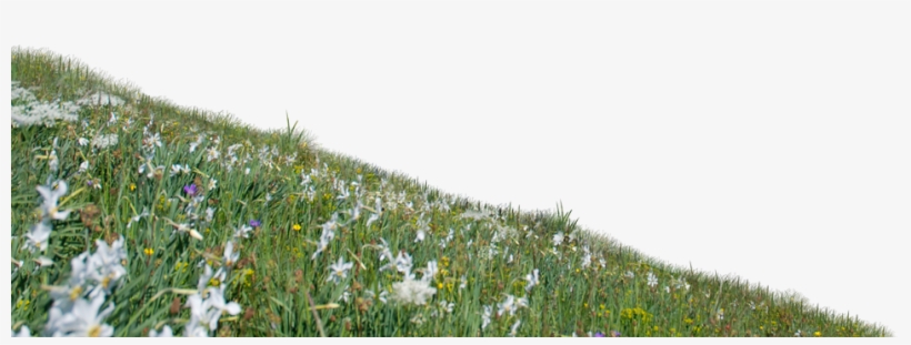Image - Camomile, transparent png #2960655