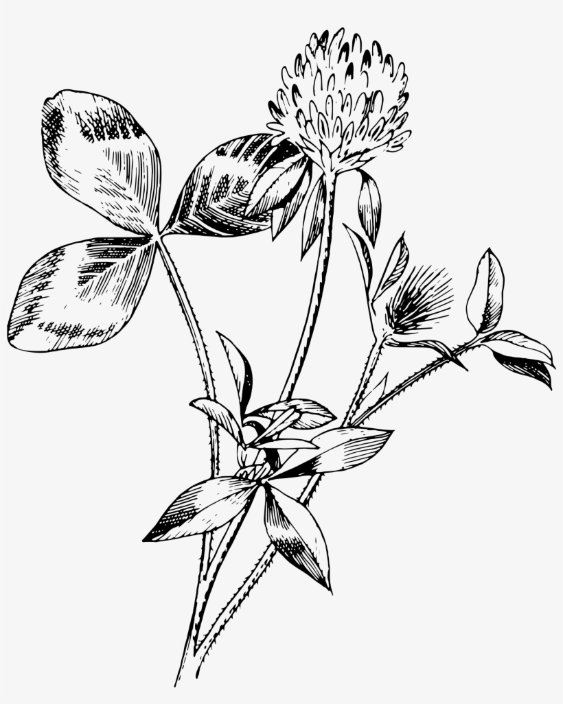 This Free Icons Png Design Of Red Clover, transparent png #2960750