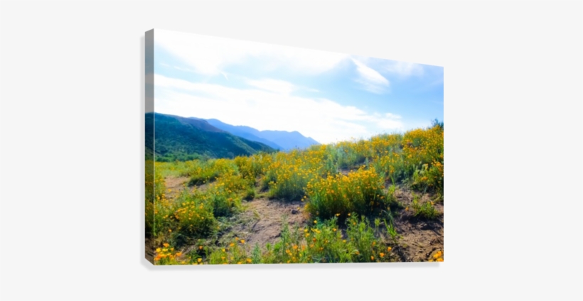 Yellow Poppy Flower Field With Green Leaf And Blue - Poppy, transparent png #2960965