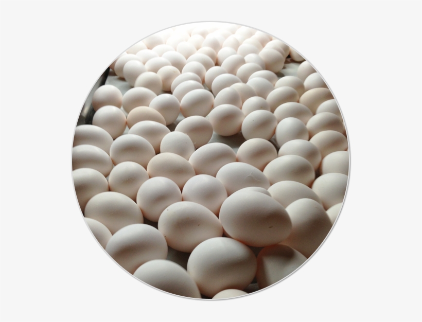 Img Slide Huevo 7 - Egg, transparent png #2961039