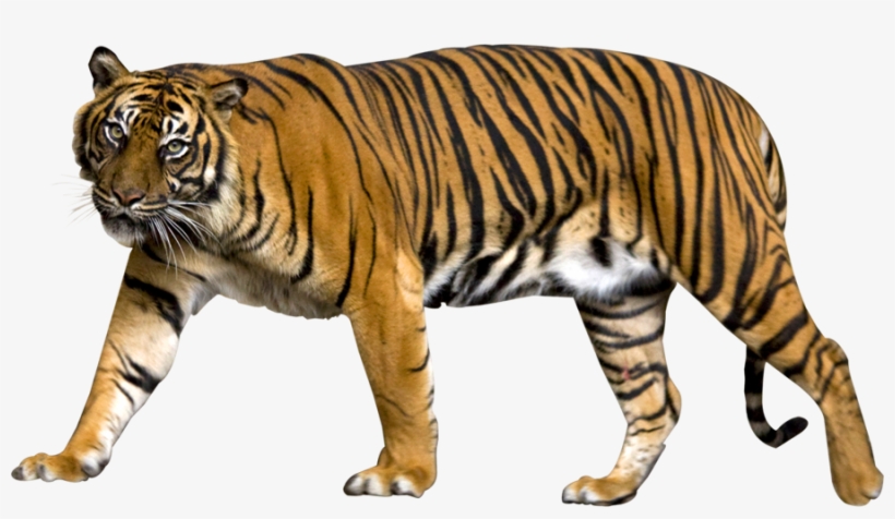 Tiger Png Image - Sumatran Tiger No Background, transparent png #2962018