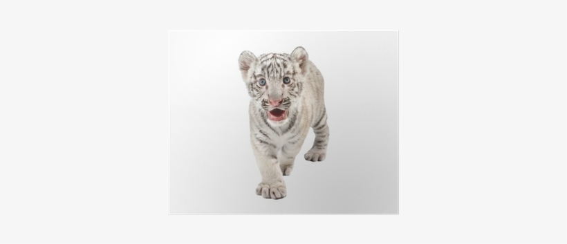 White Tiger, transparent png #2962305