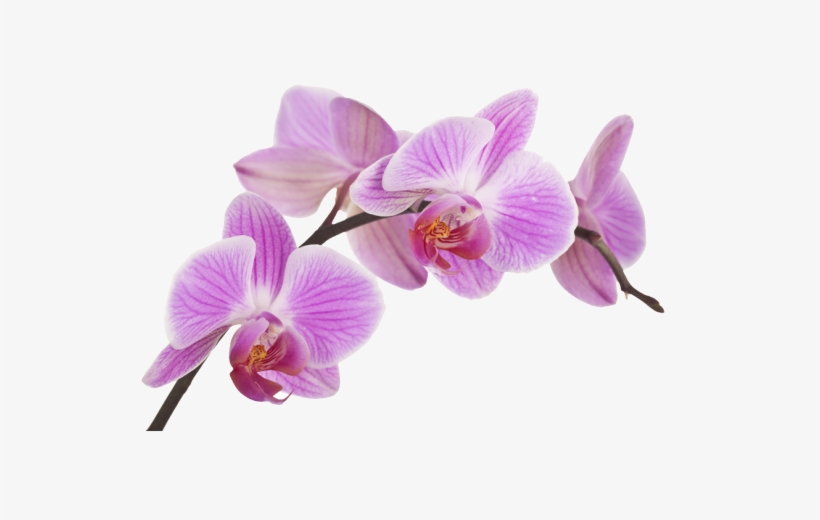 Orquideas Png - Imagenes De Orquideas Png, transparent png #2963729