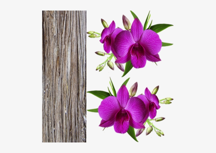 Orquidea6 Zpsbhffg05e - Orquídeas Png, transparent png #2963753