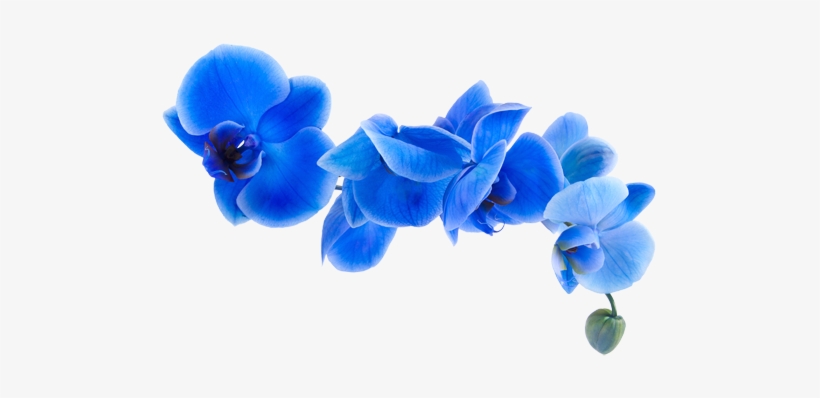 Orquideas Azul Png - Orquídeas Azuis Png - Free Transparent PNG Download -  PNGkey