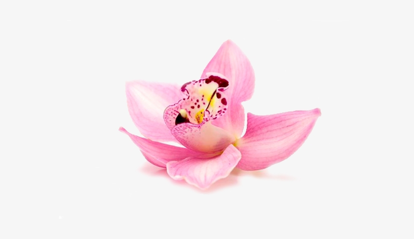 Orquídeas - Spa Flower, transparent png #2963781