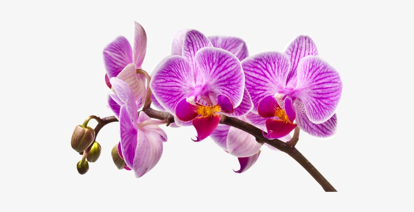 Aquolina Bath Foam - White Chocolate & Orchid Cr, transparent png #2963808