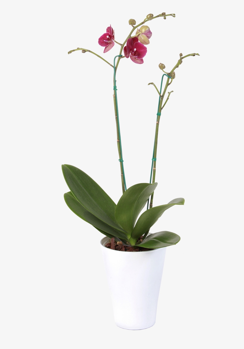 Orchids, transparent png #2963833