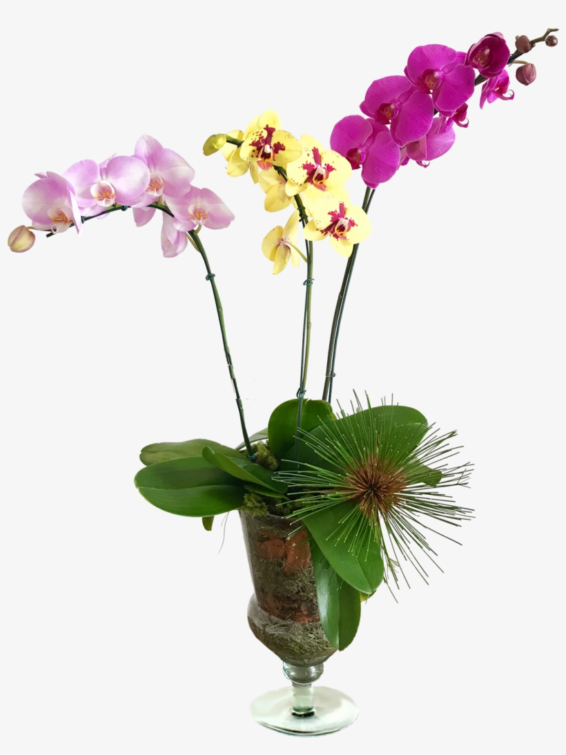 Orquídeas Vaso De Vidro - Orquideas Vasos De Vidro, transparent png #2963853