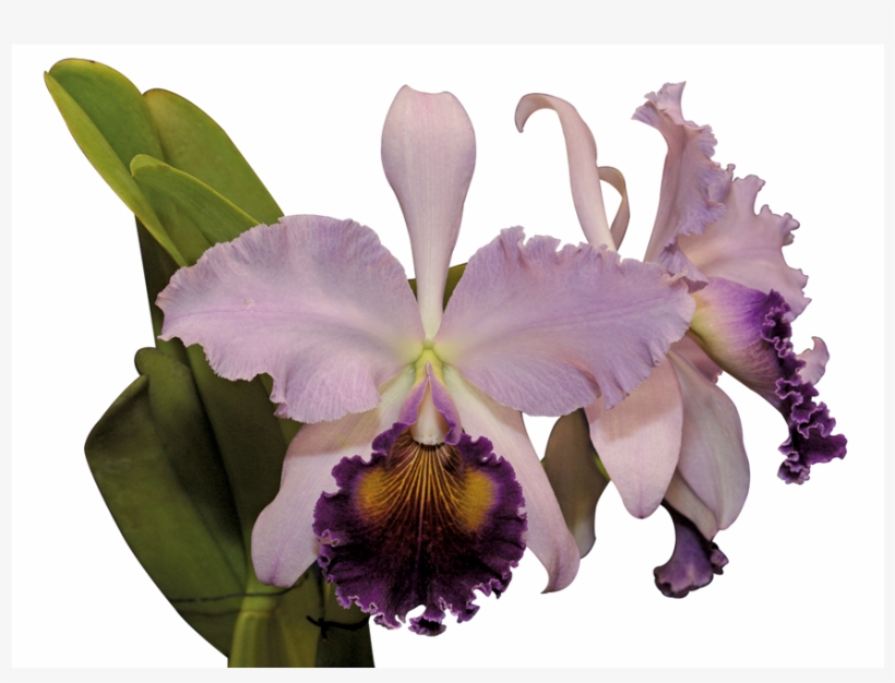 Razón Demás Para Afirmar Que Las Orquídeas Colombianas - Cattleya Trianae Png, transparent png #2963902