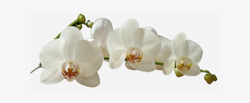 Na Natureza, As Orquídeas São Protegidas Do Sol Direto - White Moth Orchid Png, transparent png #2963921