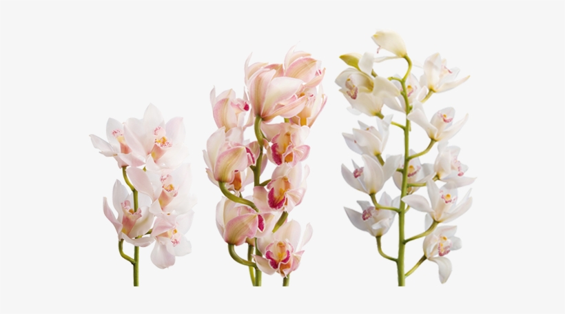Cymbidium Spp - Cymbidium - Цимбидиум Png, transparent png #2963925
