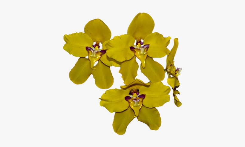 Orqui2 - Orquideas Amarillas Png, transparent png #2963967