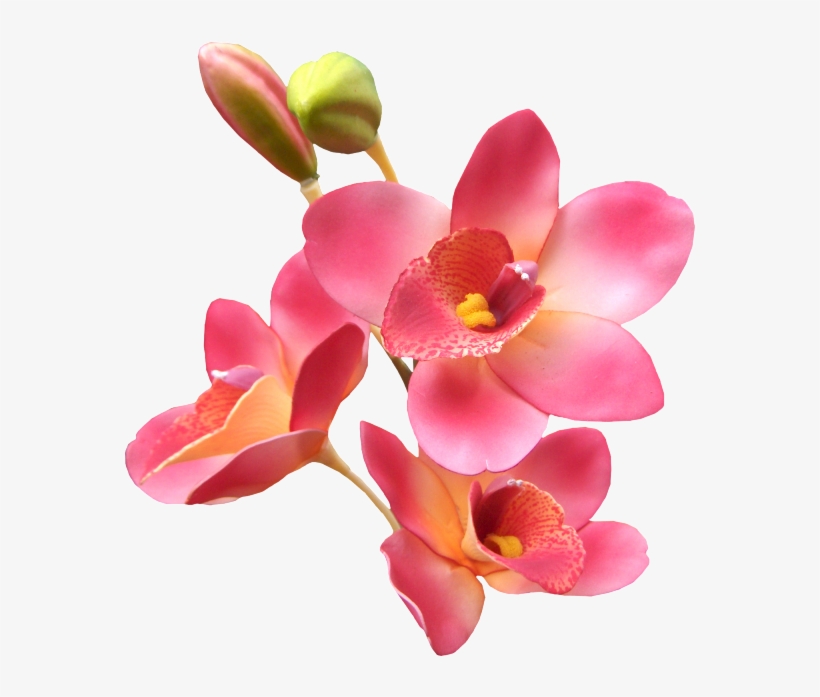 Orquídea - Romantic Husband Good Mrng, transparent png #2963987