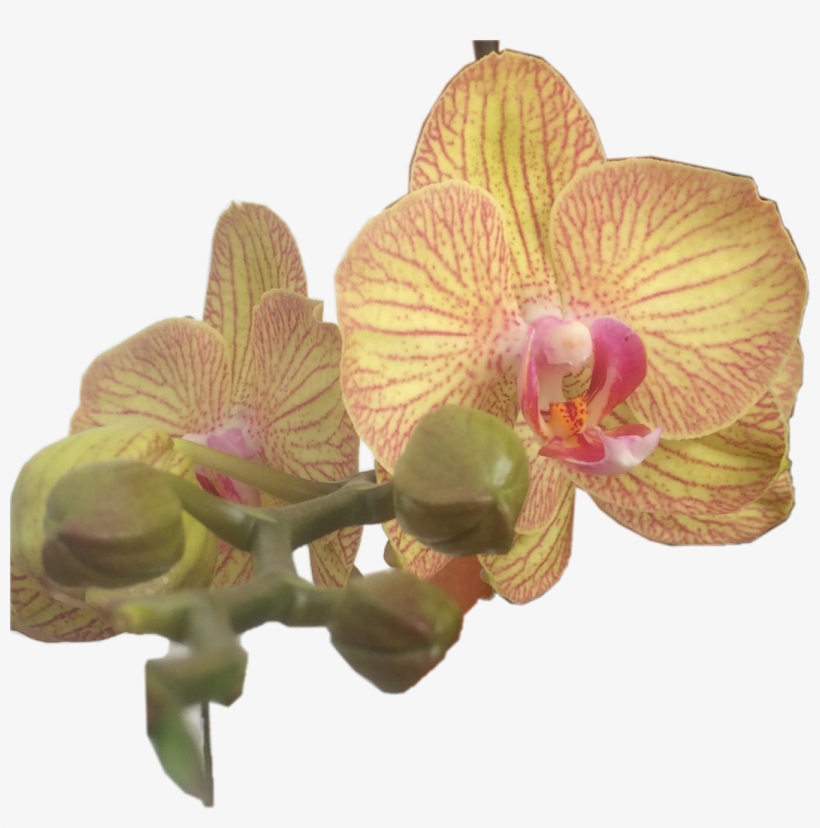 Orchids, transparent png #2964032