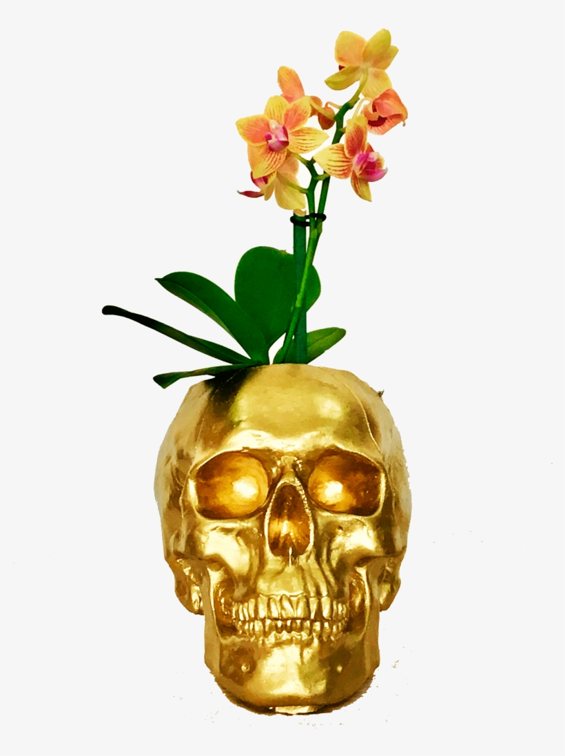 Mini Orquídeas Craneo Dorado - Orchids, transparent png #2964146