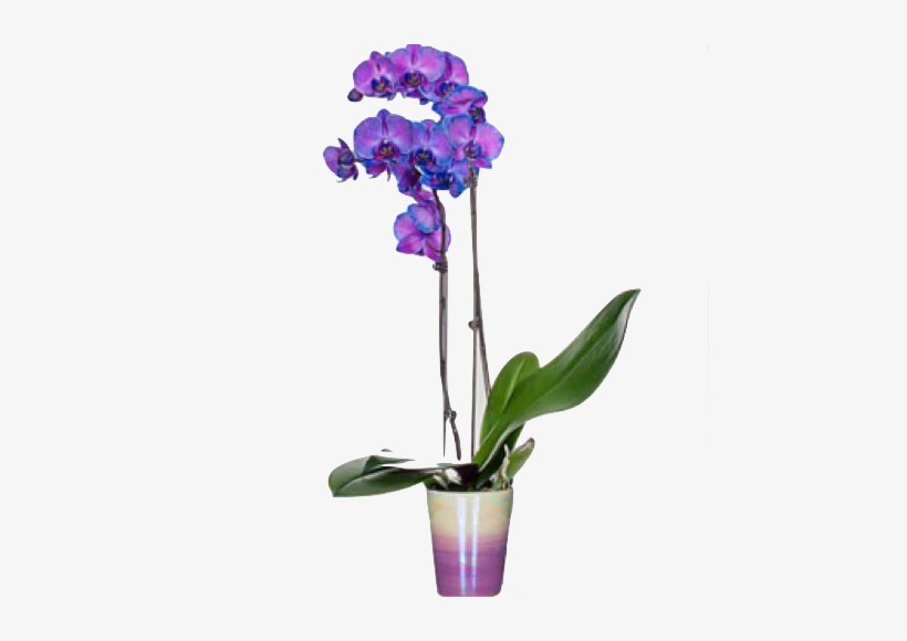 Helen - Purple Orchids, transparent png #2964254